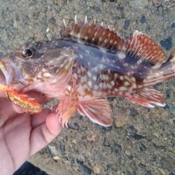 キジハタ狙いも…