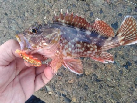 キジハタ狙いも…