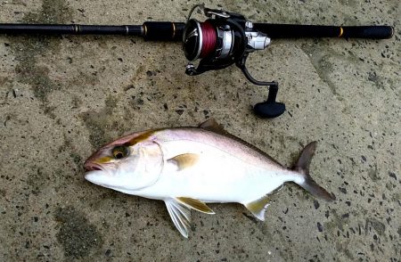 水潮でも爆釣ショアジギ