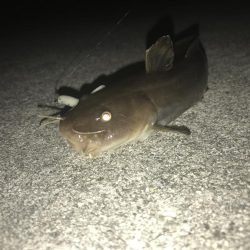 ナマズ? スプリット釣果!