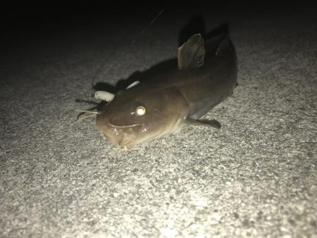 ナマズ? スプリット釣果!