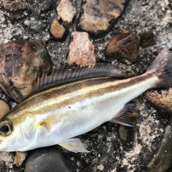 準備万全！朝3時半に現場到着の人いっぱい。