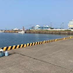 アイゴ、ツバス、サヨリほか