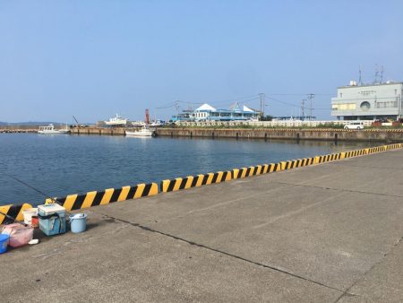 アイゴ、ツバス、サヨリほか