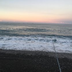 シマアジ大漁46匹