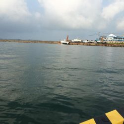 アイゴ30㎝超級1匹