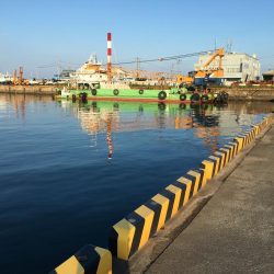 アイゴ、ボラ、メバルほか