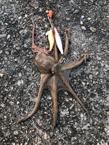 オクトッパッシング