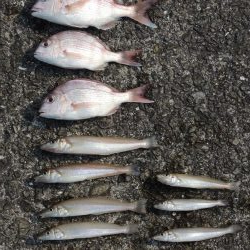 猛暑の投げ釣り