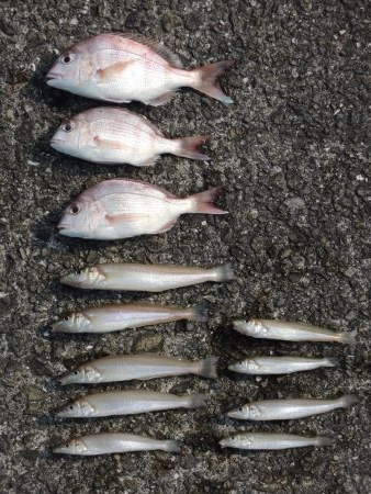 猛暑の投げ釣り