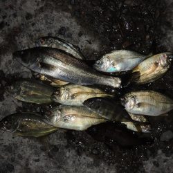 夏のエビ撒き釣り