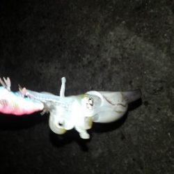 強風の中のエギング