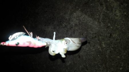 強風の中のエギング