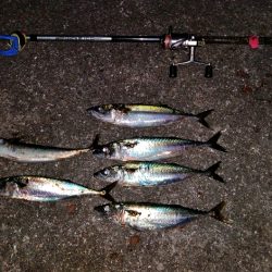 おおお　おおサバ　アゲイン