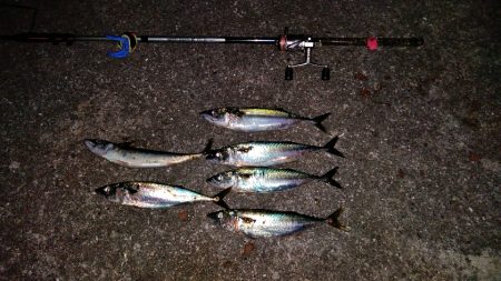 おおお　おおサバ　アゲイン