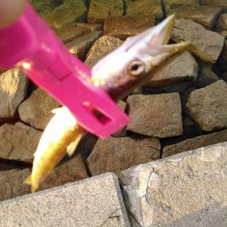 ライトショアジギング