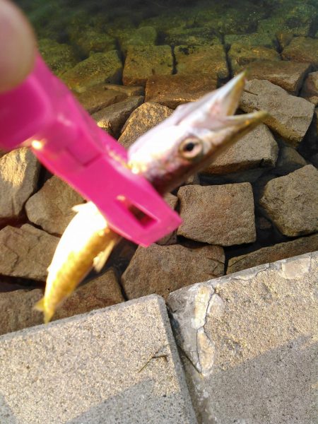 ライトショアジギング