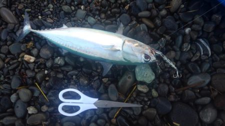 ゴミだらけの片浜