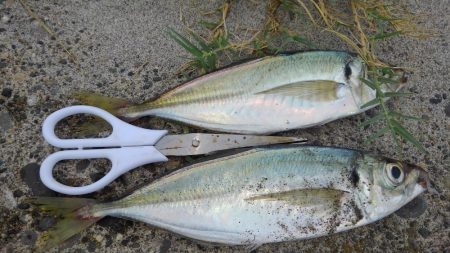 去年より小さい(・・;)