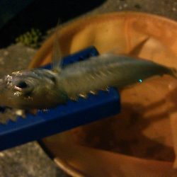 浜名湖 ライトゲーム