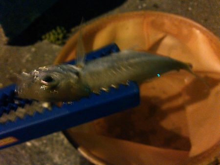 浜名湖 ライトゲーム