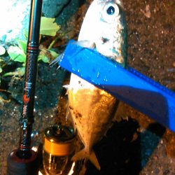 浜名湖 アジング