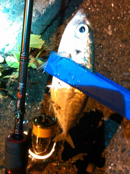 浜名湖 アジング