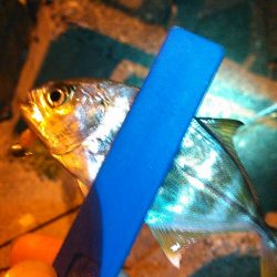 浜名湖 メッキが釣れています