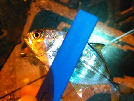 浜名湖 メッキが釣れています
