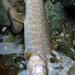 ルアーの違いで！？