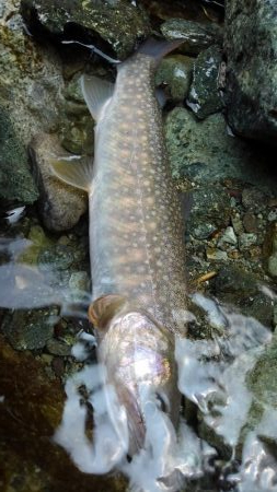 ルアーの違いで！？