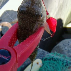 久しぶりのLSJボウズ