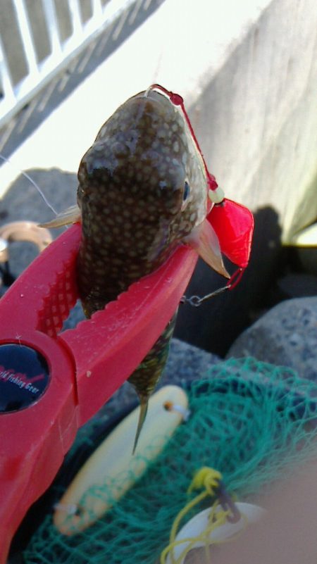 久しぶりのLSJボウズ