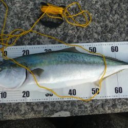 もう少しでブリ!!