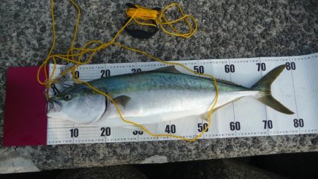 もう少しでブリ！！