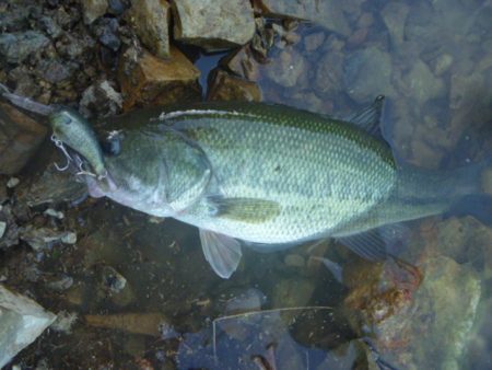 浮きゴミ狙いで