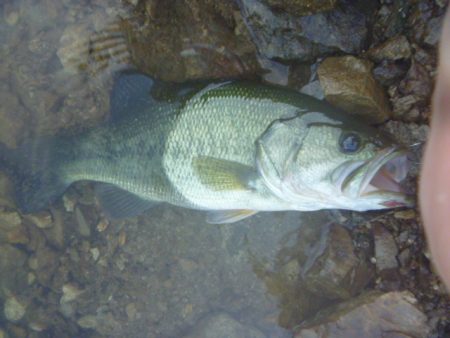 ノーシンカーリグ