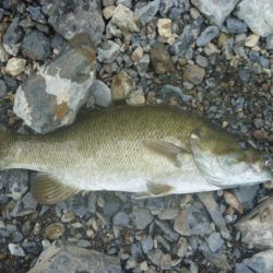 浮草、アオコ発生