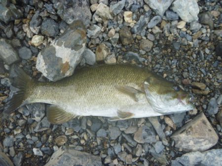 浮草、アオコ発生