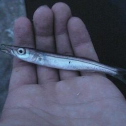 チビカマス回遊確認