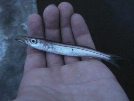 チビカマス回遊確認