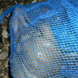 濁りきついがタコ