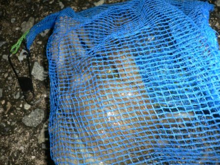 濁りきついがタコ