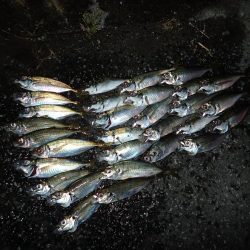 20cmクラス連発! 2.5時間釣行(^^)