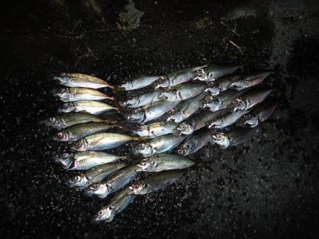 20cmクラス連発！　2.5時間釣行(^^…