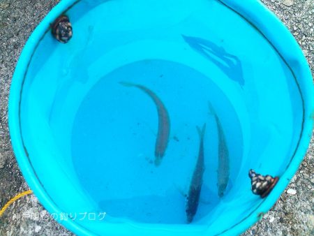 ファミリーで少し釣行