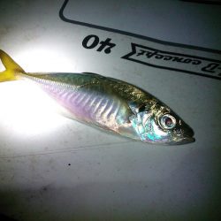 半夜の紀州釣り