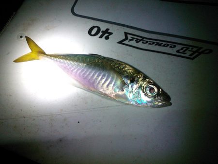 半夜の紀州釣り