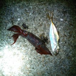 泳がせでケンサキイカ