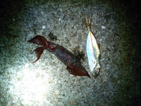 泳がせでケンサキイカ